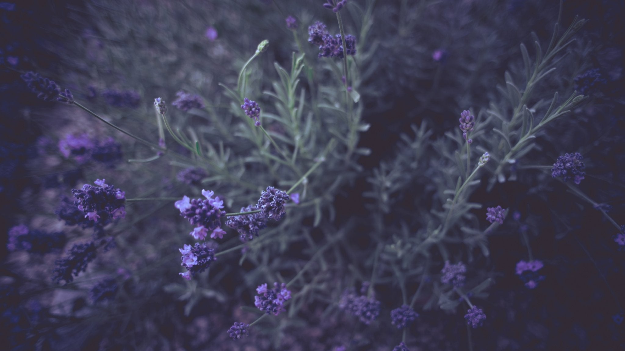 Lavender - Wild Witchery Apothecary